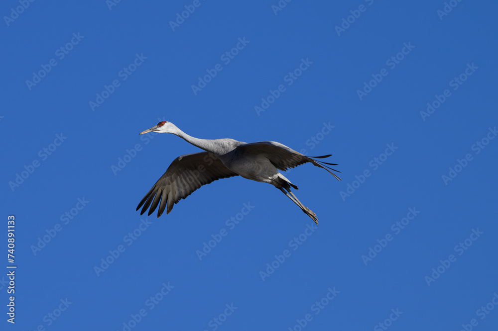 Fototapeta premium Sandhill Crane in Flight