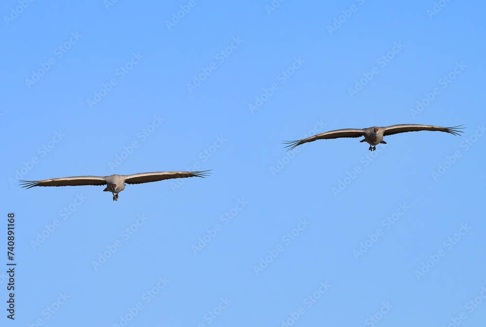 A Pair of Sandhill Cranes in Fliying
Straight Ahead A Pair of Sandhill Cranes in Fliying
Straight Ahead
