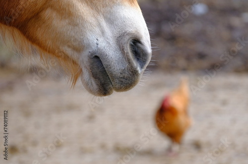 Pferd