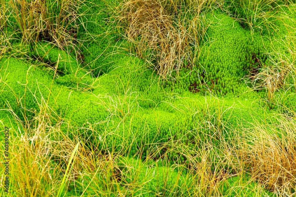 Peat bog plants moss, close up of moor on the Tarnawa peat bog. Peatland bog habitat in mountains, Tarnawa Wyzna, Bieszczady National Park, Outer Eastern Carpathians, Poland, shallow depth of field Peat bog plants moss, close up of moor on the Tarnawa peat bog. Peatland bog habitat in mountains, Tarnawa Wyzna, Bieszczady National Park, Outer Eastern Carpathians, Poland, shallow depth of field