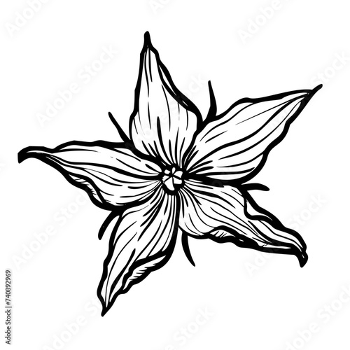 Tomato Flower vector illustration. Plant in line art style. Sketch of lycopersicum solanum in black and white colors. Etching of blooming herb painted by inks. Monochrome botanical engraving. photo