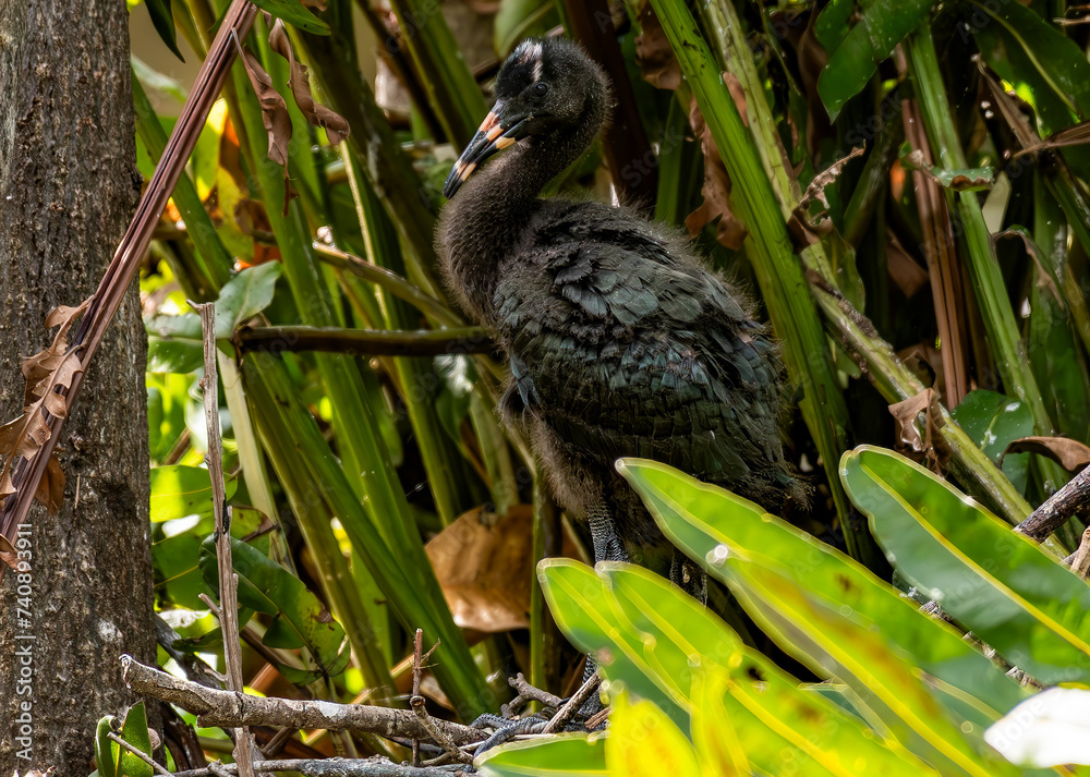 Fototapeta premium A Glossy Ibis Chick in its Nest