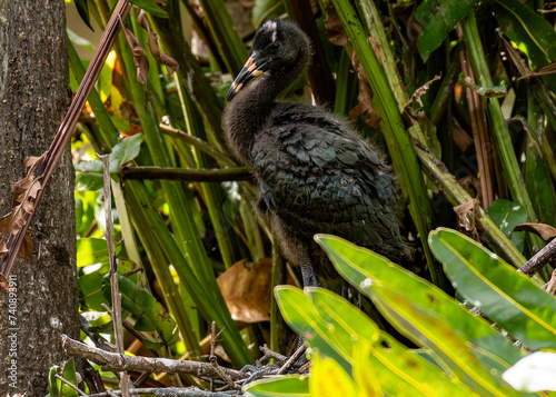 A Glossy Ibis Chick in its Nest