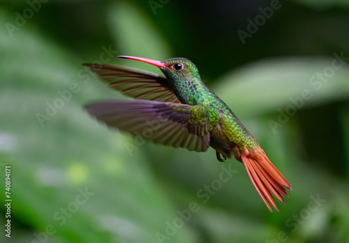 Rufous-tailed Hummingbird in Flight in the Cloud Forest of Ecuador