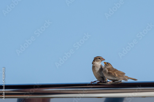Female Spanish Sparrow, passer hispaniolensis, with young fledgling, Fuerteventura, Canary Islands, Spain photo