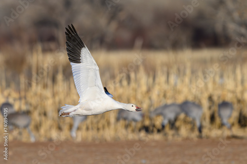 Snow Goose in Flight During Migration © Kerry Hargrove