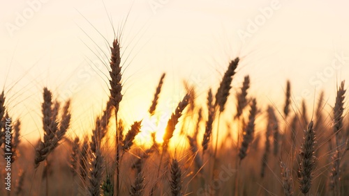 Golden dry wheat field stems with grains silhouette at bright sun sunset sunrise dusk sky horizon closeup. Autumn rye meadow natural plant at picturesque sunny light fall seasonal countryside harvest