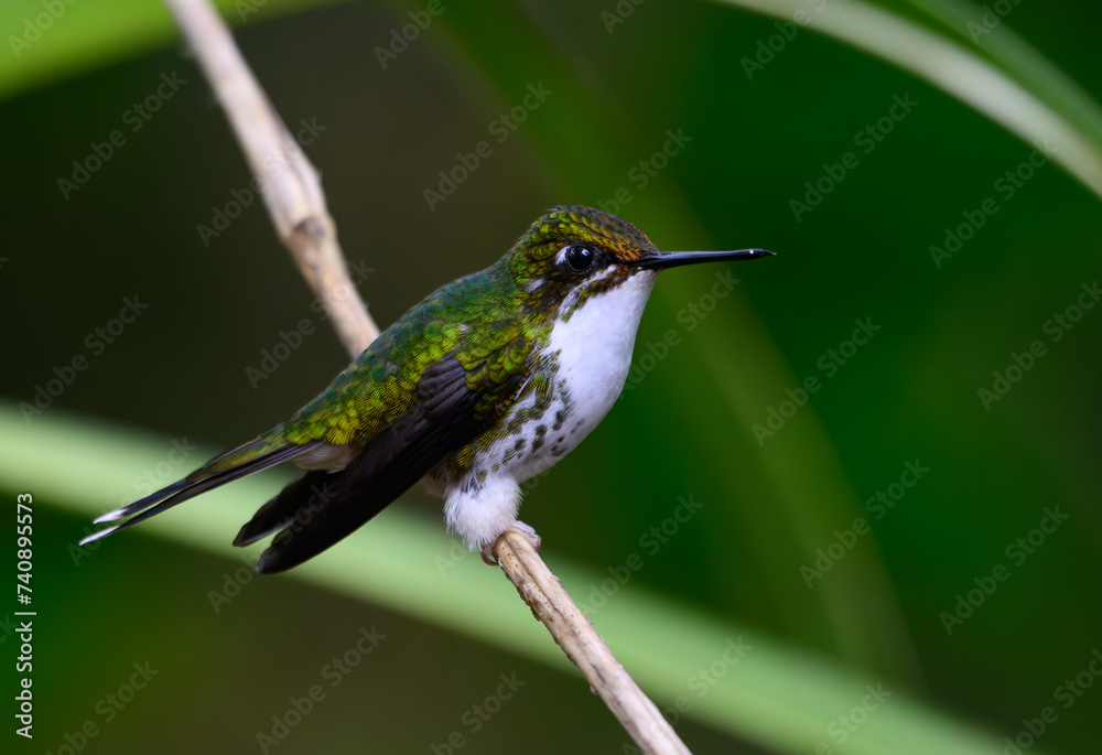 Fototapeta premium An Adorable Female White-booted Racket-tail Perched on a Branch