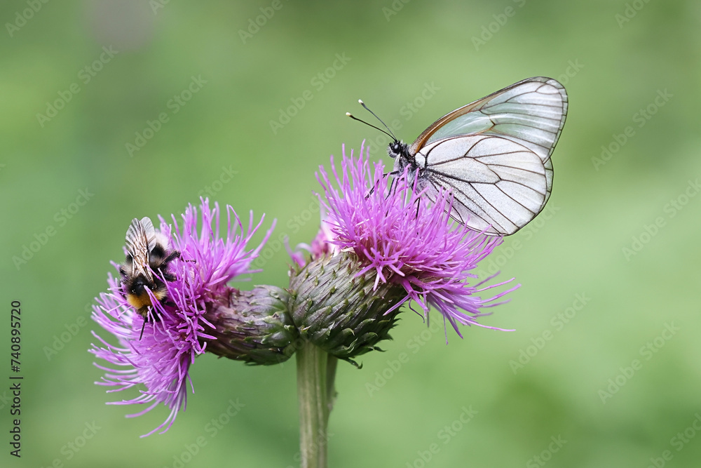 Black veined White, Aporia crataegi, and bumblebee feeding on Creeping Thistle, Cirsium arvense Black veined White, Aporia crataegi, and bumblebee feeding on Creeping Thistle, Cirsium arvense