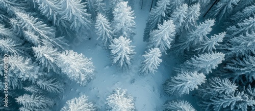 An aerial view of a freezing forest with conifer trees covered in frost and snow, creating an electric blue pattern on the evergreen terrestrial plants.
