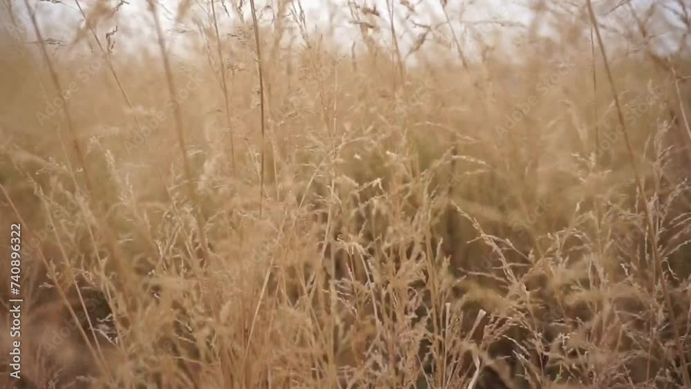 The grass reeds dry when the wind blows them The grass reeds dry when the wind blows them