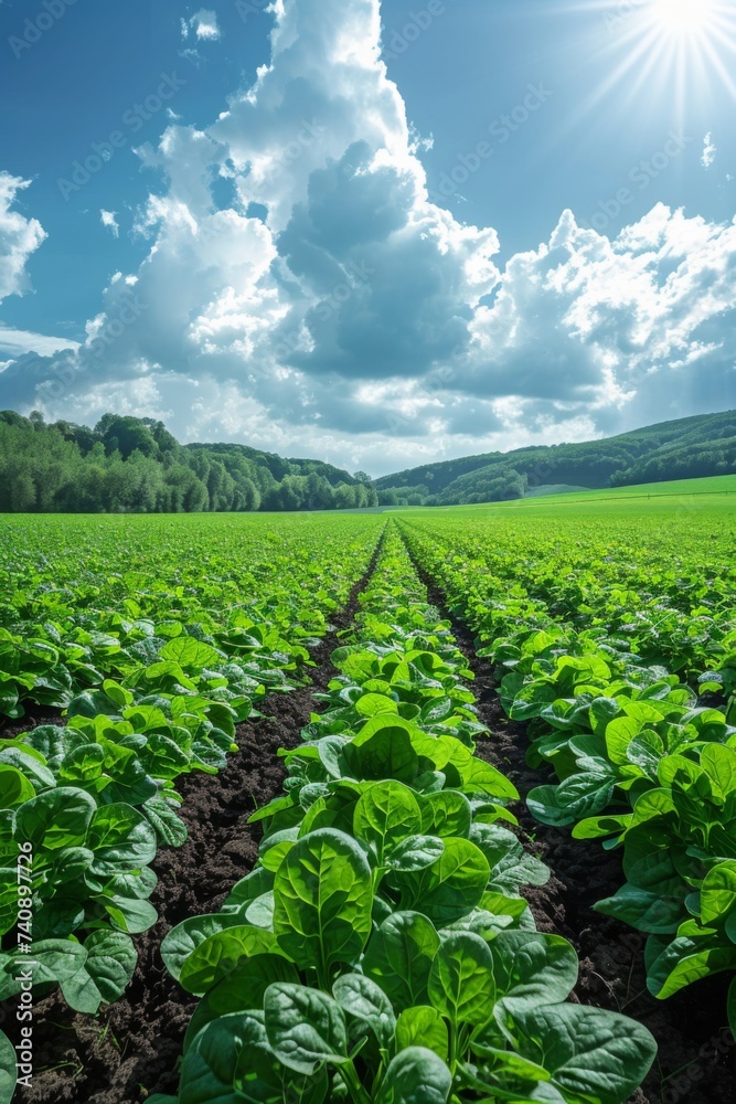 Organic fresh spinach field Organic fresh spinach field