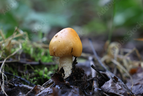 Orange grisette, Amanita crocea, also known as saffron ringless amanita, wild mushrooms from Finland photo