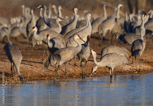 Sandhill Cranes at a Watering Hole