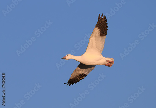 Migrating Snow Goose in Flight © Kerry Hargrove