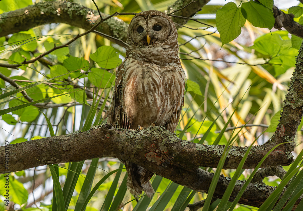 A Barred Owl Roosting in a Tree Canopy A Barred Owl Roosting in a Tree Canopy