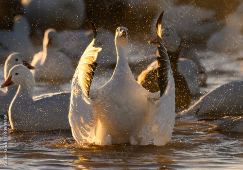 A Snow Goose Making a Splash on a Cold Winter Morning photo