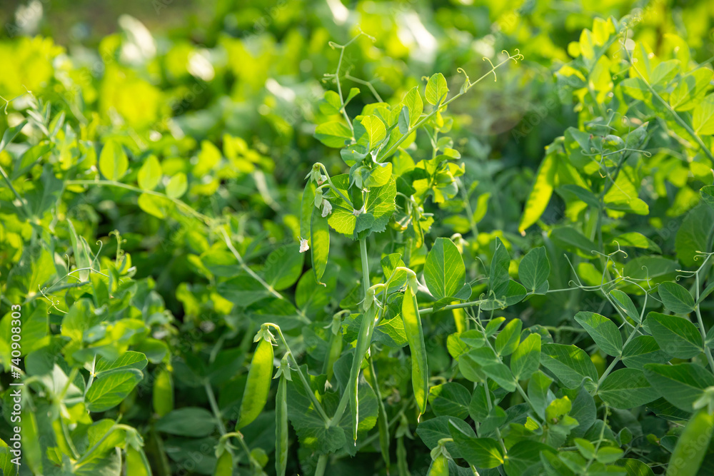 The green peas in the vegetable garden. The green peas in the vegetable garden.