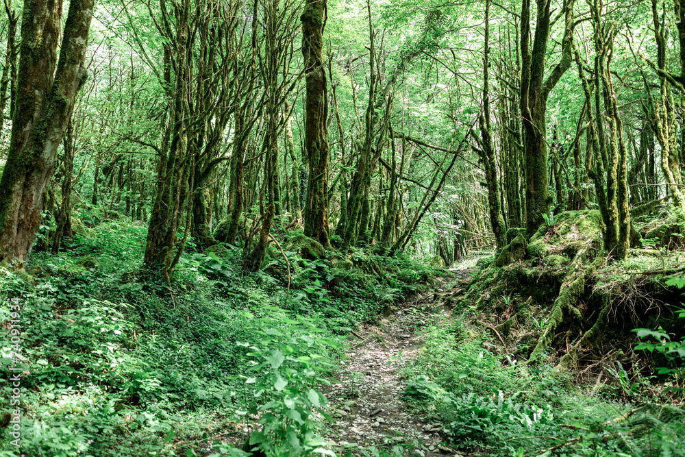 a hiking trail through the forest with moss-covered trees a hiking trail through the forest with moss-covered trees