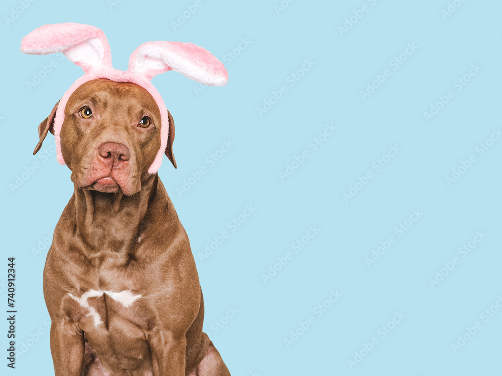 Lovable, pretty brown dog and bunny ears. Close-up, studio shot. Day light. Concept of care, education, obedience training, raising pet Lovable, pretty brown dog and bunny ears. Close-up, studio shot. Day light. Concept of care, education, obedience training, raising pet