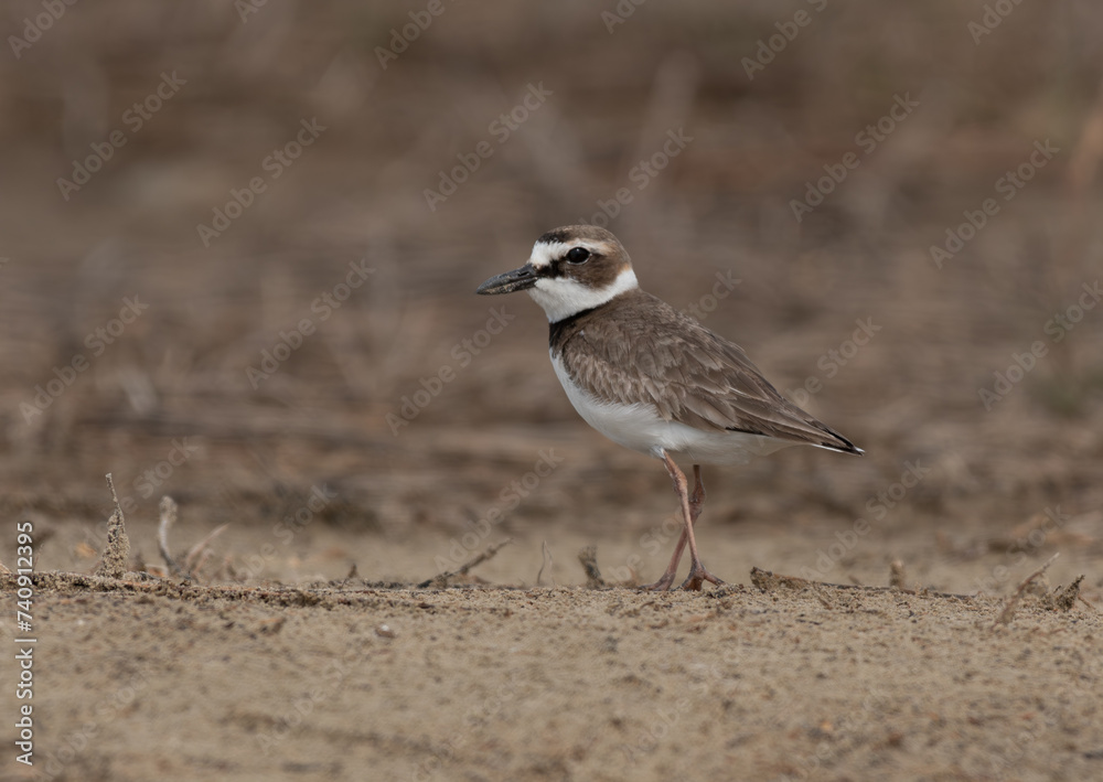 Adult Male Wilson's Plover Roaming the Sandy Beach of the Texas Coast