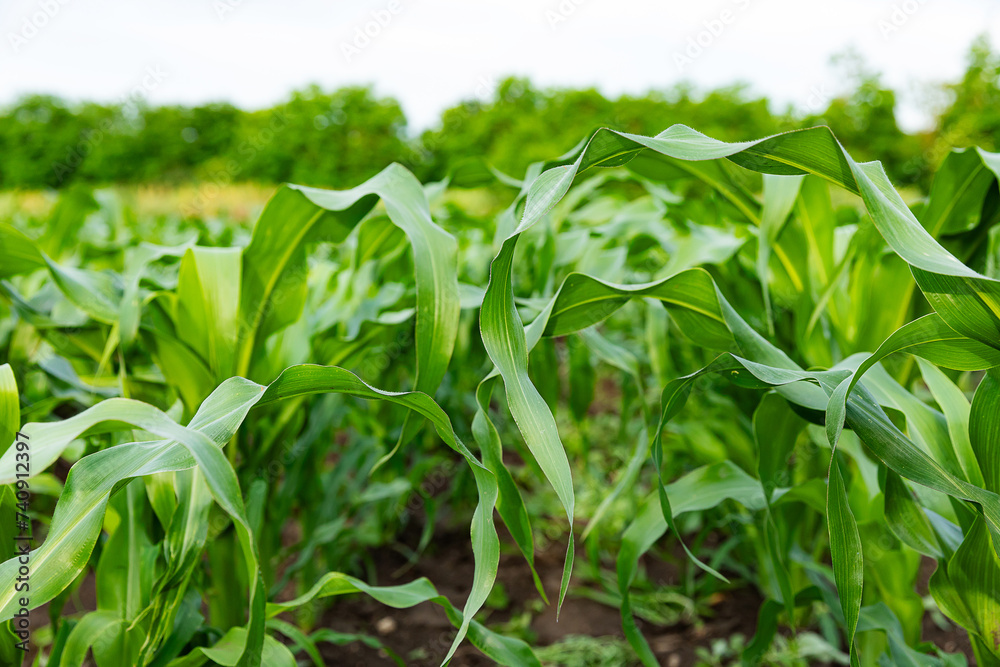 Corn field at sunny day, green leaves texture close-up. Abstract natural pattern, background. Plant, agriculture, farm, food industry, environment, alternative production.