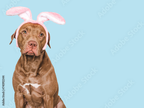 Lovable  pretty brown dog and bunny ears. Close-up  studio shot. Day light. Concept of care  education  obedience training  raising pet