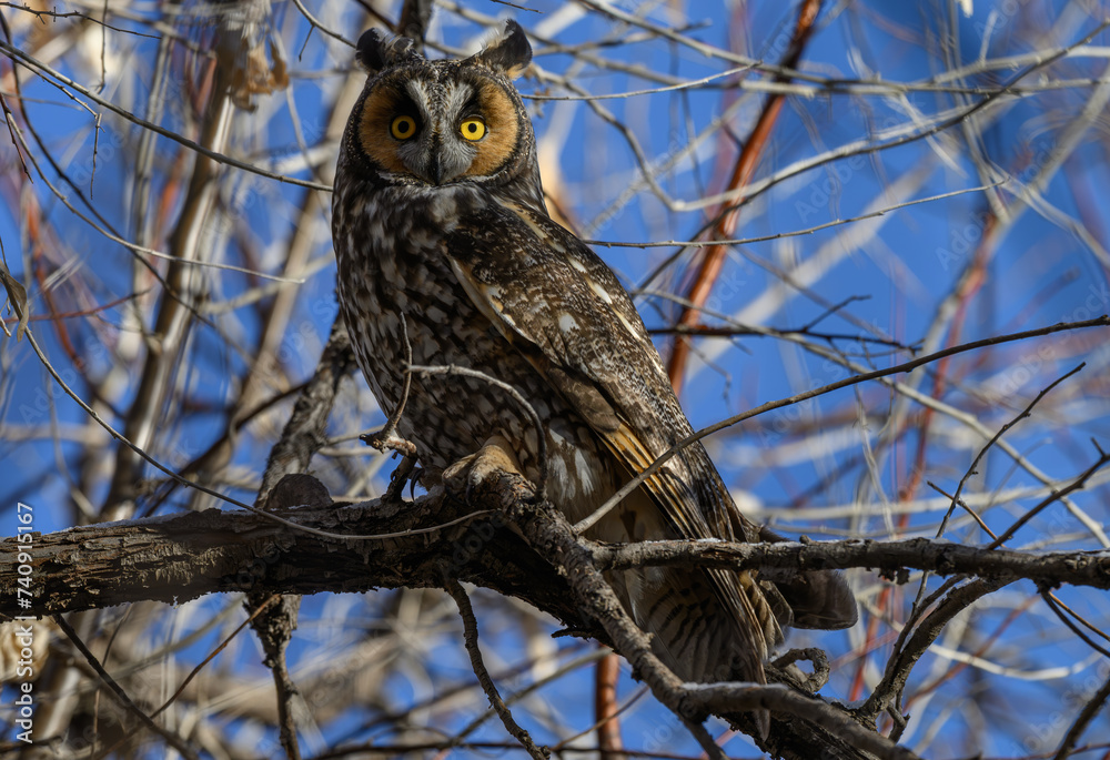 Long-eared Owl Demonstrating Pupil Dilation when one Eye in Sunlight ...