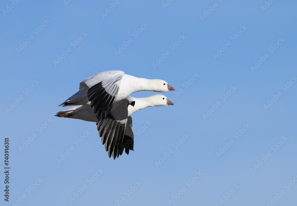 Obraz premium Snow Geese Pair in Flight