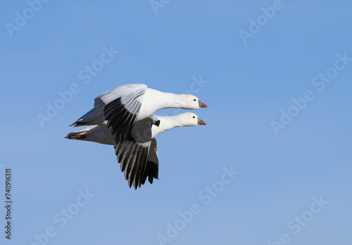Snow Geese Pair in Flight