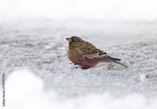 A Beautiful Brown-capped Rosy Finch Foraging for Food in the Snow