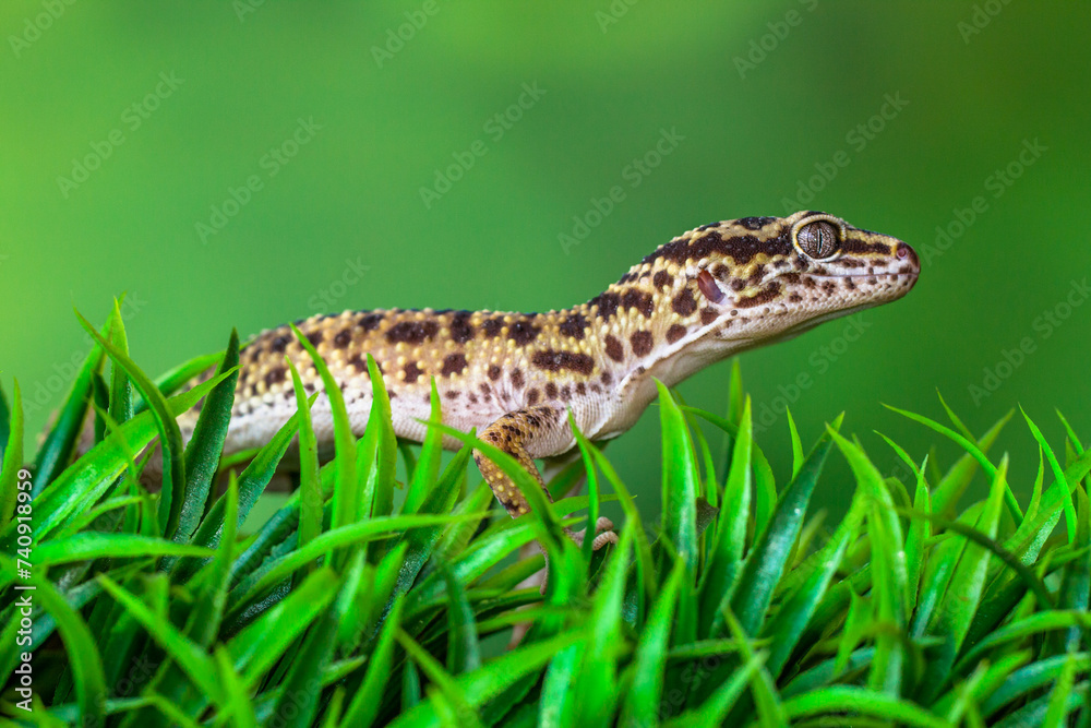 Naklejka premium The leopard gecko or common leopard gecko (Eublepharis macularius) is a ground-dwelling lizard native to the rocky dry grassland and desert regions