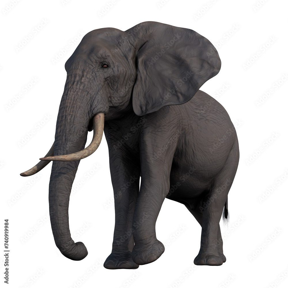 Obraz premium elephant african wild animal hq cutout