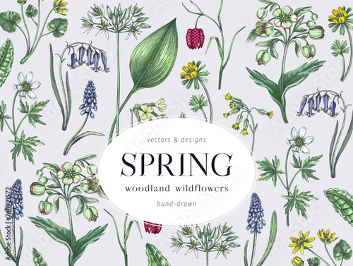 Colorful spring flowers background. Woodland flower, greenery, forest plants sketches. Botanical design in color. Wildflowers frame. Hand-drawn vector illustrations, NOT AI generated