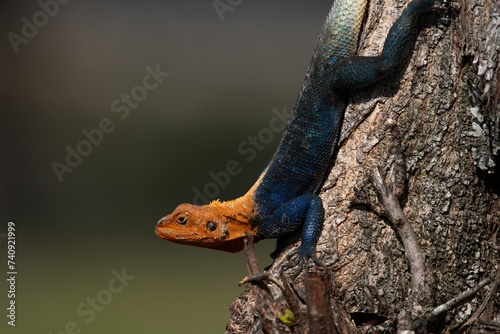 African redhead agama Climbing down a Tree Trunk