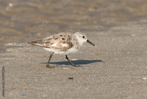 Sanderling Wandering the Beach photo