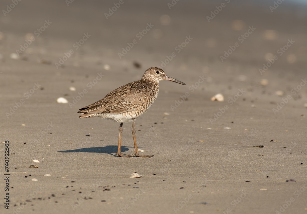 Willet on A Beach Willet on A Beach