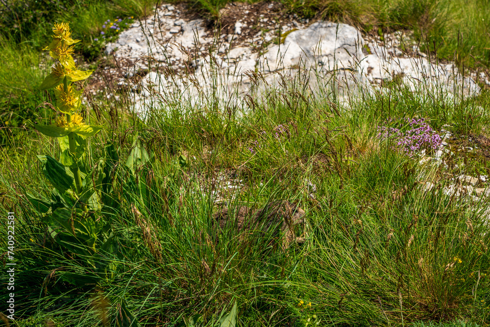 Fototapeta premium A marmot hiding in the grass.