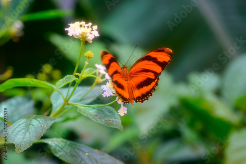 Banded orange heliconian (Dryadula phaetusa) photo