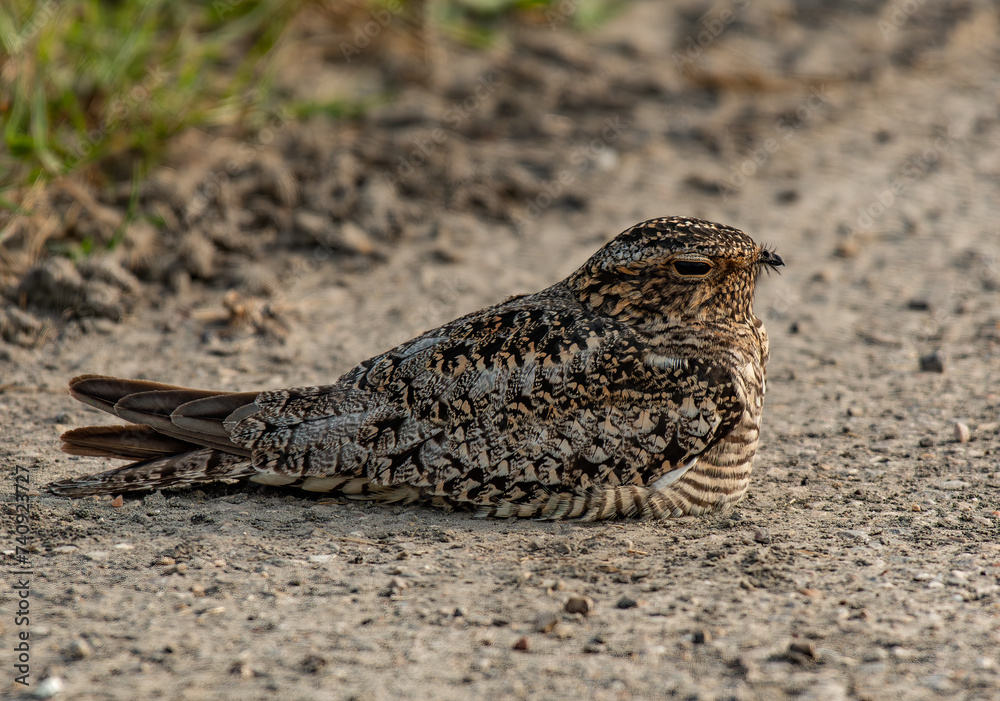 Common Nighthawk Resting at the Side of a Country Road Common Nighthawk Resting at the Side of a Country Road