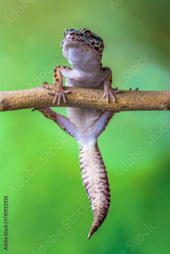 Konstfotografi The leopard gecko or common leopard gecko (Eublepharis macularius) is a ground-d