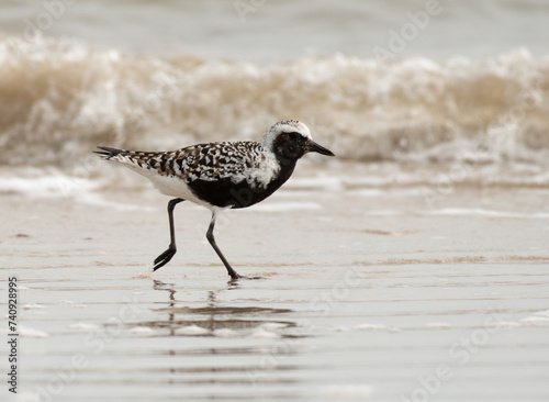 Black-bellied Plover at on the Coast