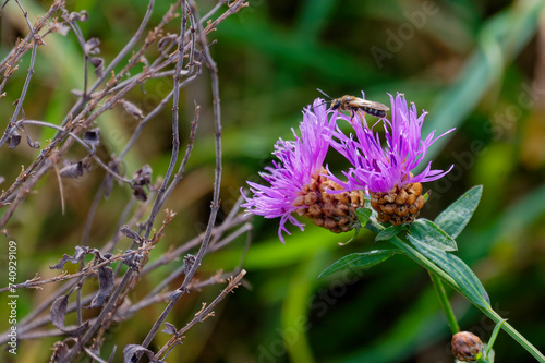 Macro shot of a sand bee (Andrena species) sitting on the pink blossom of a thistle.