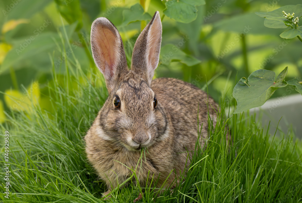 Fototapeta premium A Cute Cottontail Rabbit Eating Grass