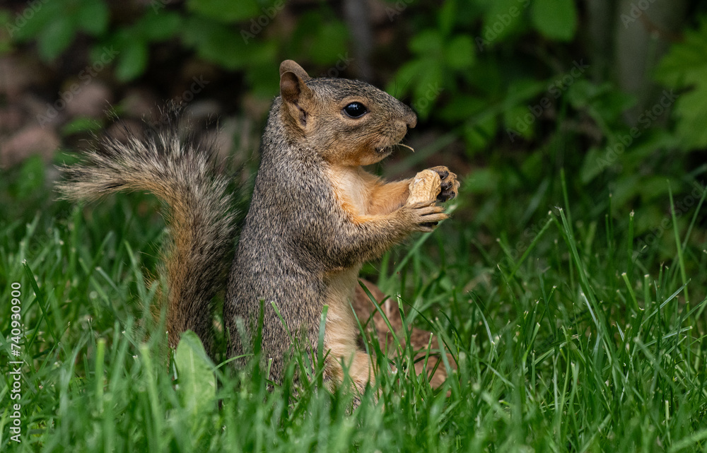 Fox Squirrel Feeding Time in Suburban Yard Fox Squirrel Feeding Time in Suburban Yard