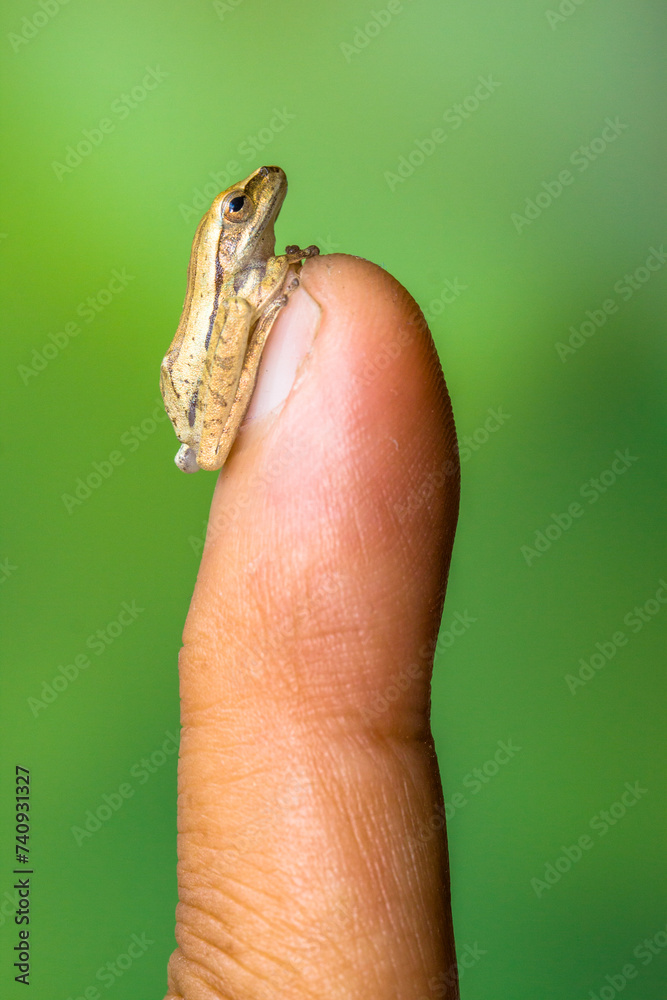 Obraz premium Polypedates leucomystax is a species in the shrub frog family Rhacophoridae. It is known under numerous common names, including common tree frog