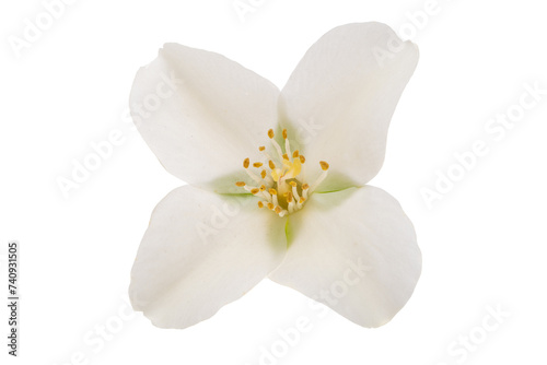 jasmine flower isolated © ksena32