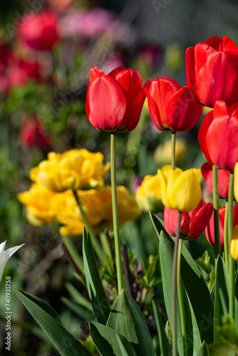 Colorful Blooming Tulips in Sunny Spring Day with Blurred Background