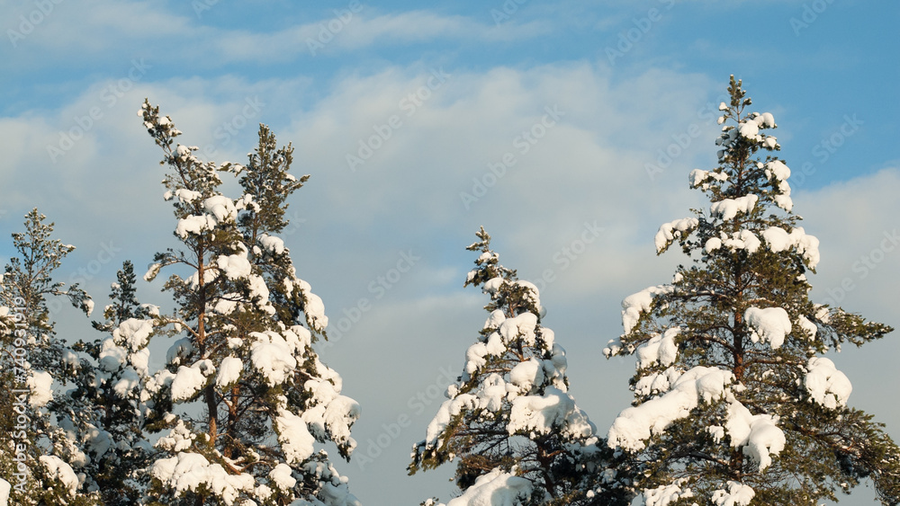 snow-covered trees in the forest in winter against the blue sky snow-covered trees in the forest in winter against the blue sky