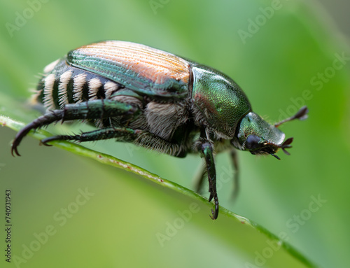 Macro Photo of a Colorful Japaneese Beetle